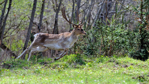 Deer Today, Gone Tomorrow: The Quickest Escapes I've Witnessed